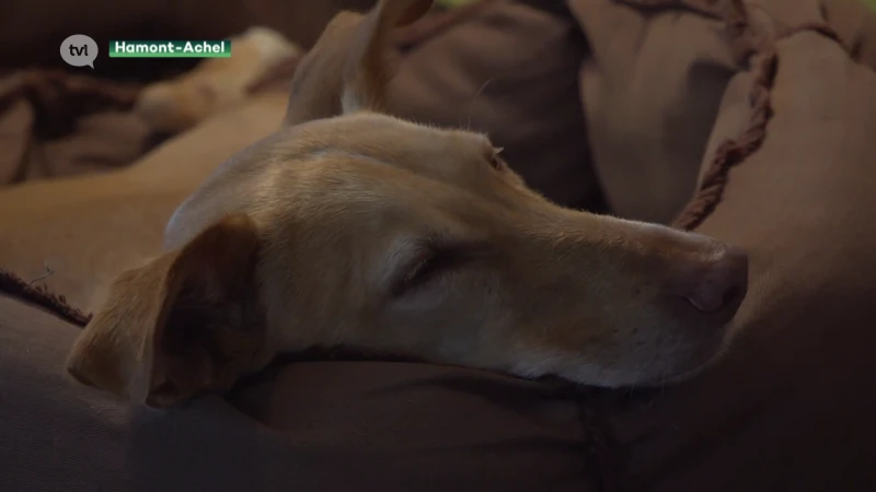 Steeds meer mensen adopteren hond in het buitenland