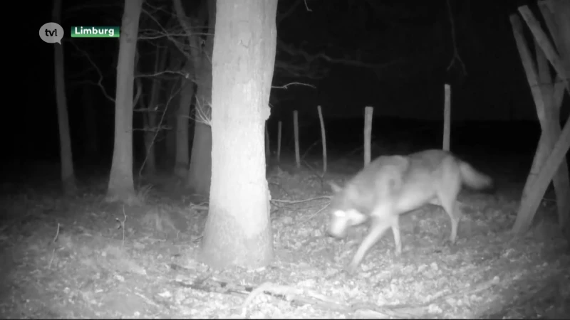 Wolvenoverleg moet voor eenduidige informatie over wolf zorgen