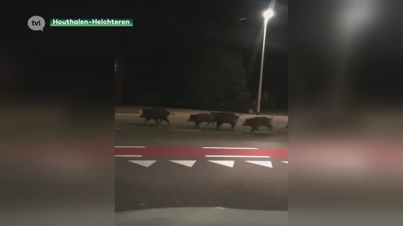 Rotte evers wandelt op Houthalense Ringlaan