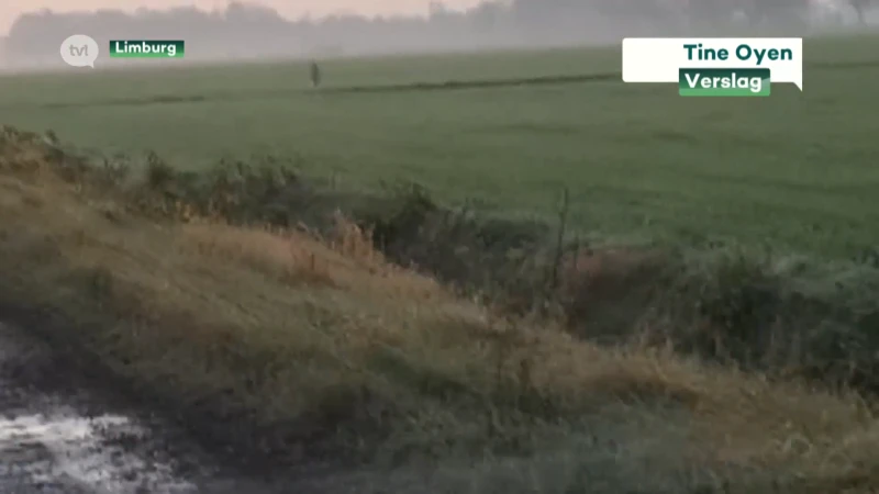 Nieuwe beelden opgedoken van een wolf op de grens van Peer en Helchteren