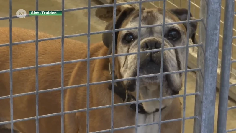 Wachttijden bij dierenasielen omdat eigenaars honden dumpen na corona