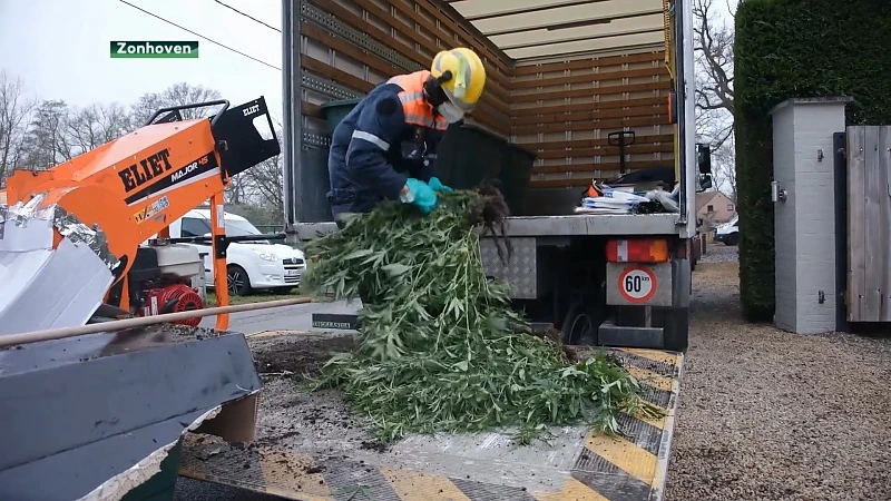 Politie rolt cannabisplantage op in Zonhoven