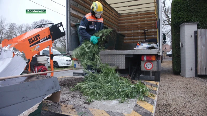Cannabisplantage opgerold in Zonhoven