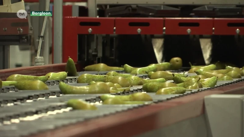Ondanks natte zomer was 2021 goed jaar voor fruitveiling Borgloon