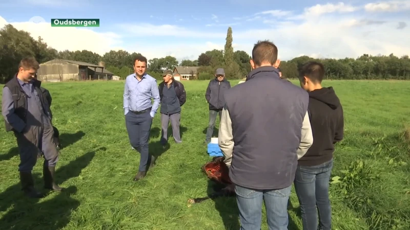 Marco Goossens: "Dieren staan op stal, maar in het voorjaar slaat de wolf weer toe"