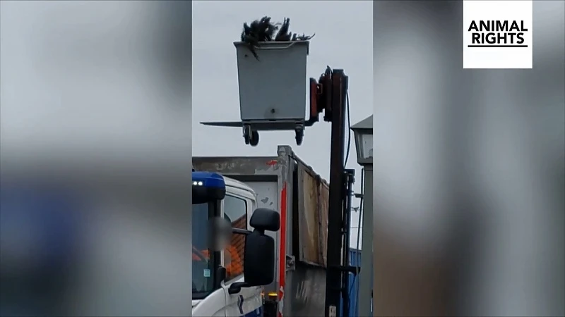 Animal Rights verspreidt beelden van ruiming siervogels in Bocholt