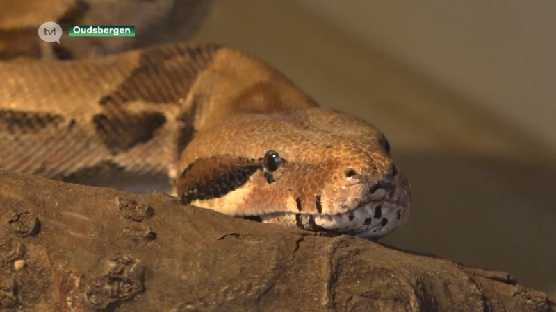 Natuurhulpcentrum zoekt adoptiekandidaten voor koningspythons