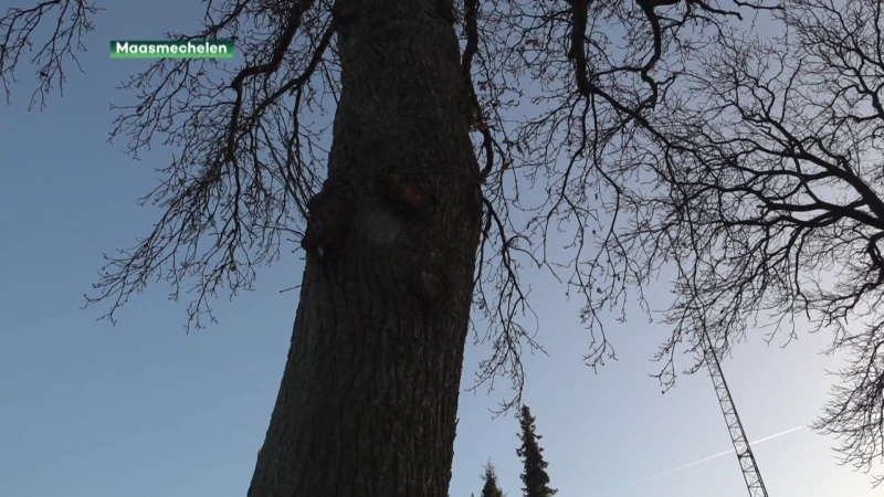 Maasmechelen geeft bomen paspoort