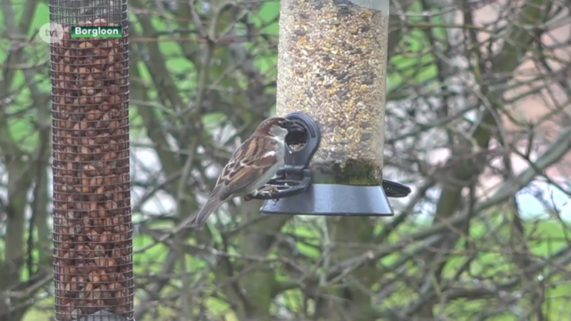Door coronacrisis doen meer natuurliefhebbers mee aan het vogeltelweekend