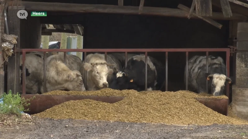 Ophef in Heers dat percelen aan boeren wil verkopen