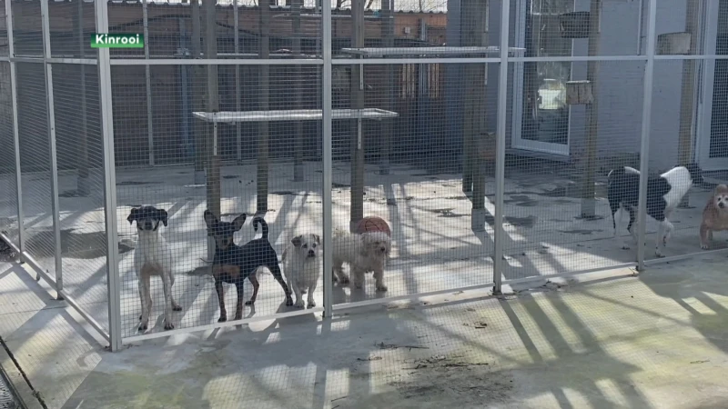 10.000 kilogram aan hulpmiddelen in gezameld voor verwaarloosde honden