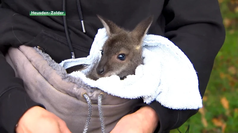 Heusdense Margo bracht Wallaby Eo groot als haar eigen kind, nu krijgt hij een nieuwe thuis