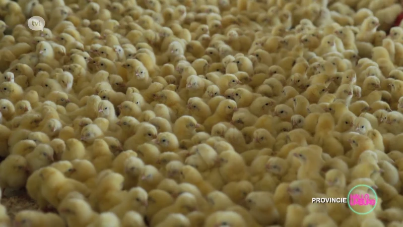 Hallo WOA: Vogelgriep
