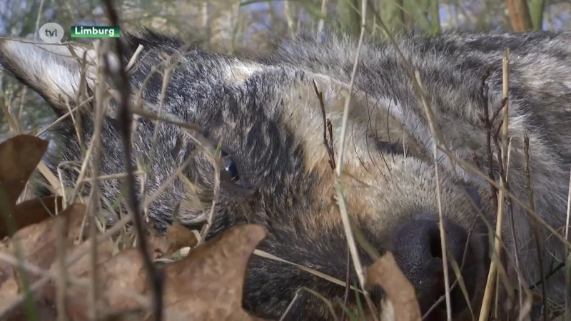 Wolf die in Kuringen verdronk, kwam uit Franse Vogezen