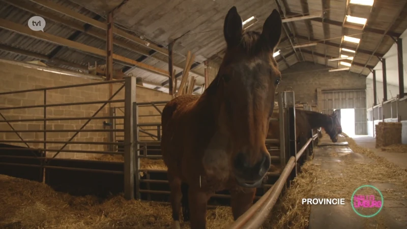 Hallo WOA: Paardenhouderij