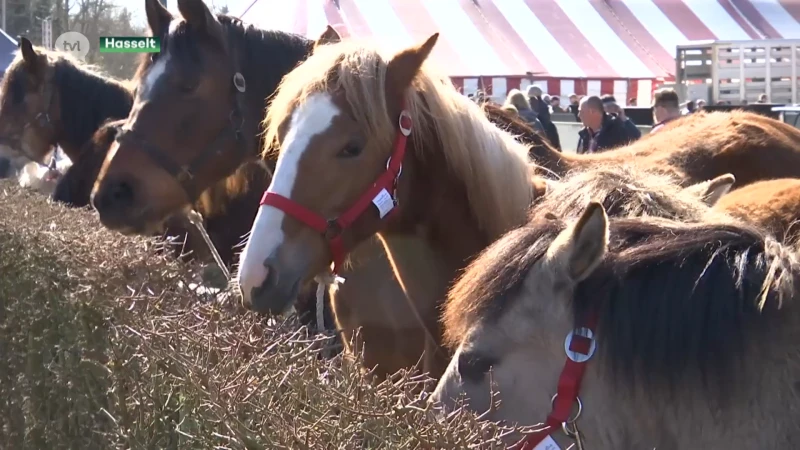 Na twee jaar opnieuw Paardenmarkt in Kuringen