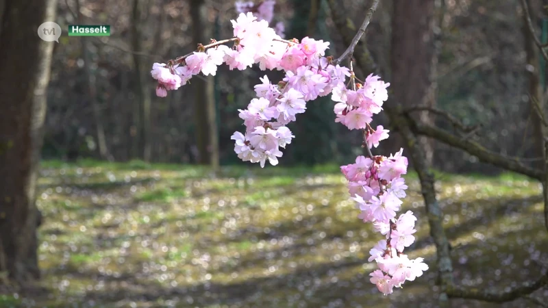 Japanse tuin opende nooit zo vroeg de deuren