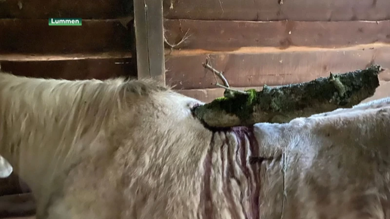 Zwaargewond paard mag terug naar huis