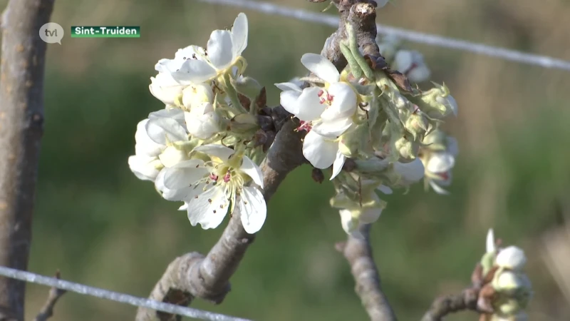 Bloesempracht zit acht dagen voor op schema