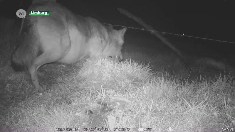 Beelden Welkom Wolf tonen Noëlla met dikke buik