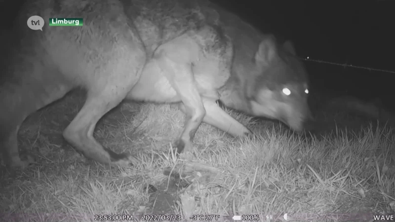 Dit zijn de eerste beelden van wolvin Noëlla die opnieuw zwanger is