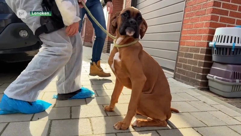 Dierenasiel moet 5 honden teruggeven aan Lanakenaars die 100 dieren verwaarloosden