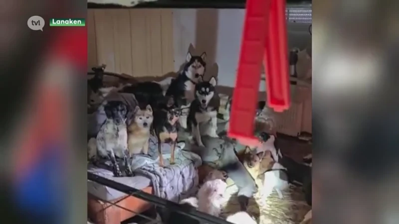 Dierenasiel moet 5 honden teruggeven aan Lanakenaars die 100 dieren verwaarloosden