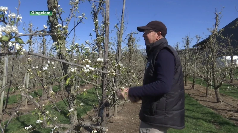 Fruitboeren meten schade op na vriesnacht