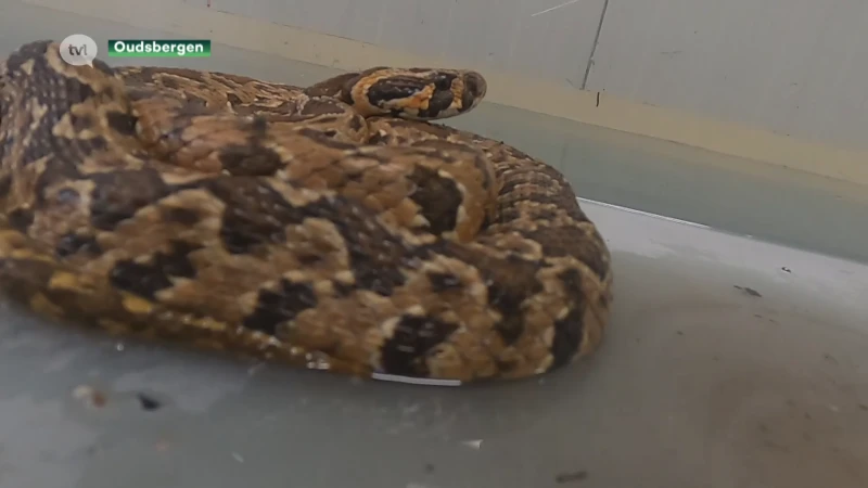 Extreem giftige adder duikt op in Overpelt: één beet kan dodelijk zijn, er is geen tegengif