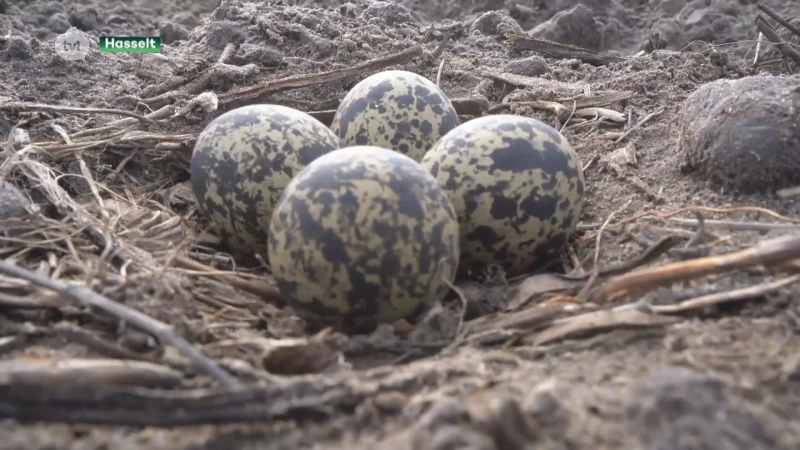 Natuurliefhebbers redden kievitnesten in Kiewit