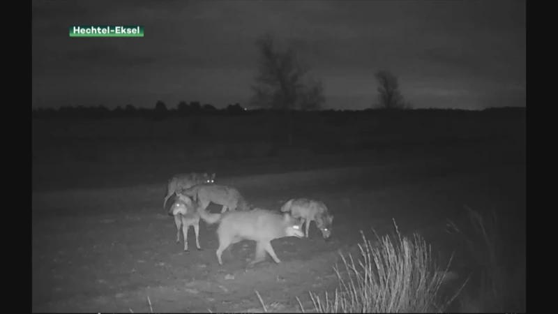 Limburgse wolvenroedel samen op pad