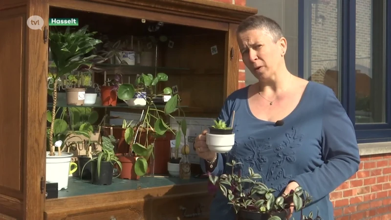 Plantenruilkasten duiken op in verschillende Limburgse gemeenten