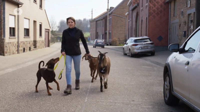 Geitenwandeling van Zerah