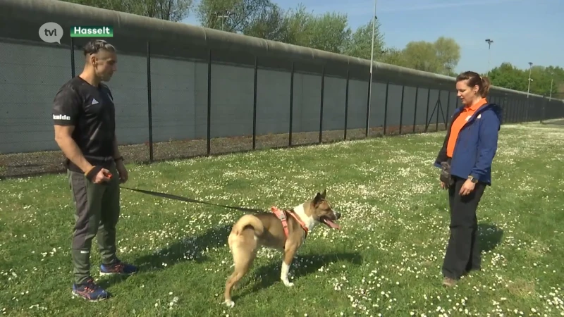 Gedetineerden trainen asielhonden