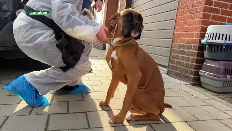 Marino Keulen vindt dat minister Weyts nogal soepel is voor Lanakenaars die 100 honden verwaarloosden