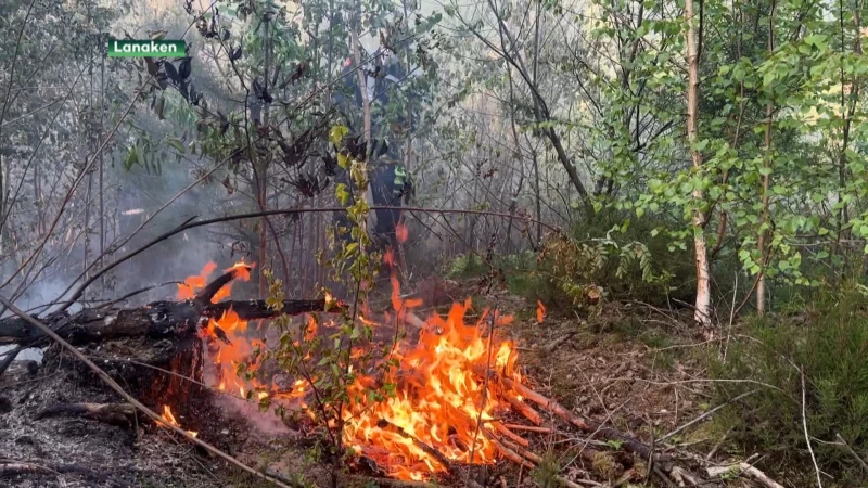 Eerste bosbrand van het jaar verwoest 1,5 hectare in Rekem
