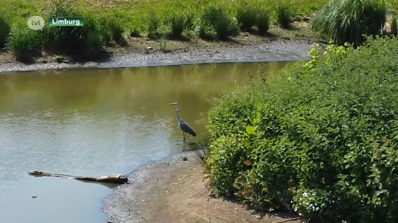 Limburgse beken zonder water door droogterecord