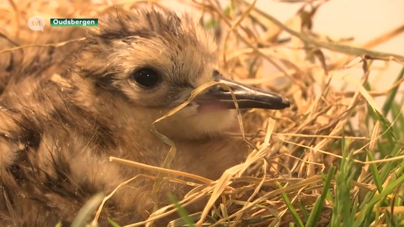 Natuurhulpcentrum broedt eitjes van zeldzame wulp uit