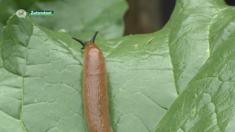 Zo verwijder je op een diervriendelijke manier de slakken uit je tuin