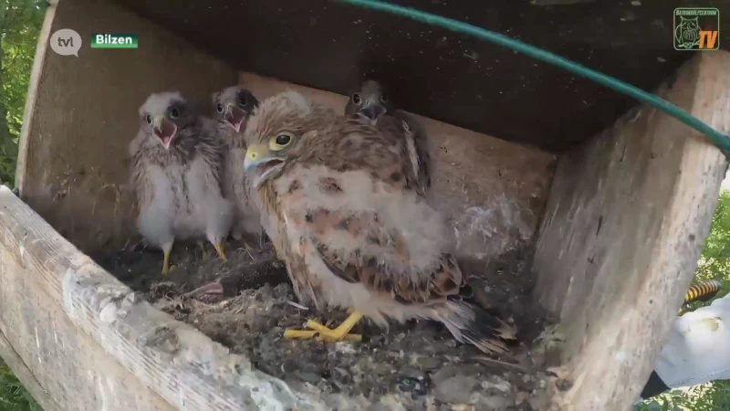 Torenvalkje valt uit nest in Bilzen