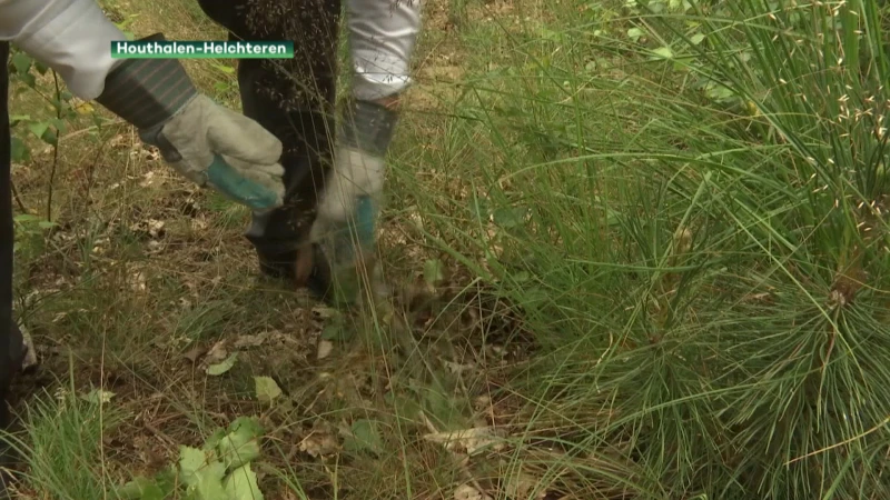 Binnenkort fietsen door eeuwenoude duinen in Molenheide?