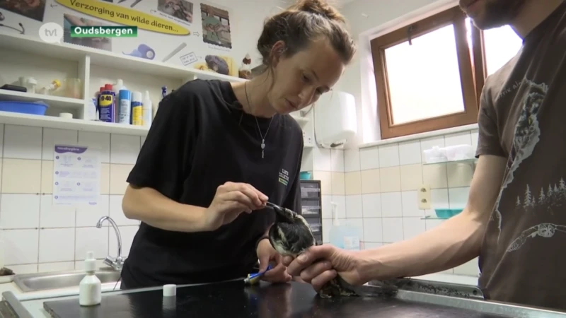 Eerste werkdag voor dierenverzorger die felbegeerde job in Natuurhulpcentrum mag invullen