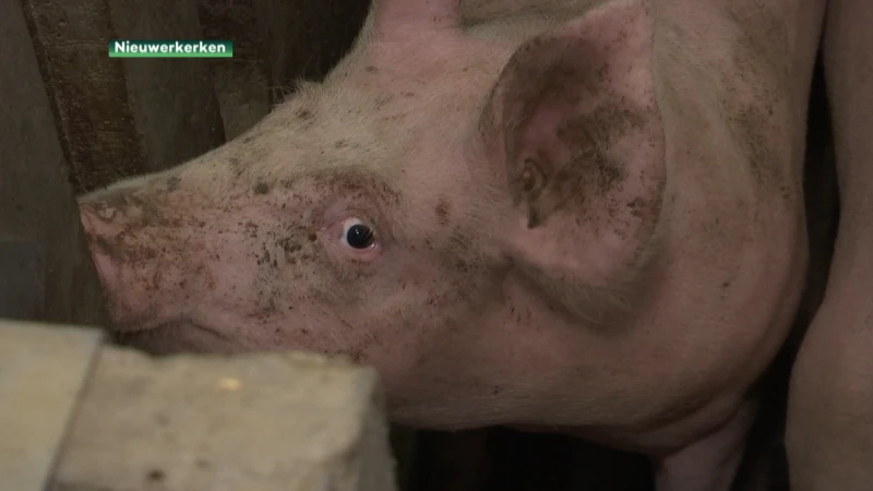 Varkens op muziek in Nieuwerkerken zijn ook een noodkreet
