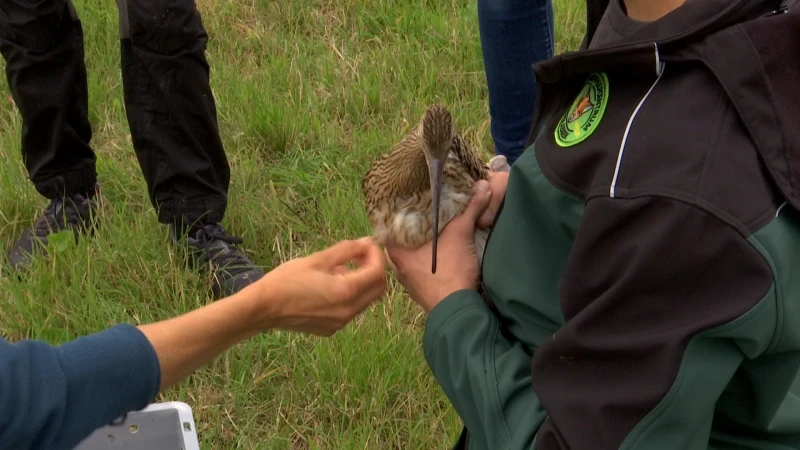 Natuurhulpcentrum zet zeldzame wulpen uit die ze zelf grootbrachten