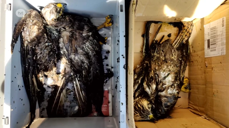 Buizerds getroffen door hitte in Boorsem