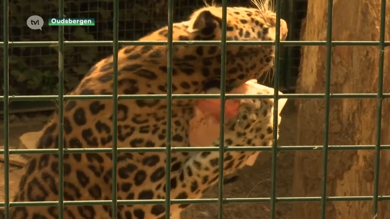 Ook dieren hebben extra afkoeling nodig, Natuurhulpcentrum deelt ijsjes uit en besproeit arenden.