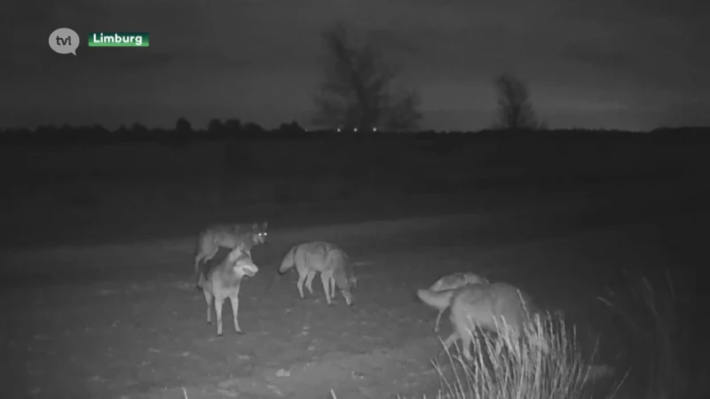 Dit jaar minstens acht wolven geboren in Limburg