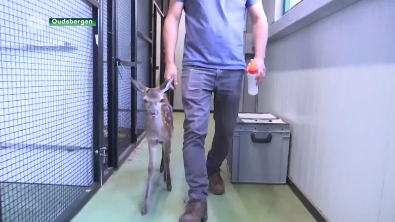 Pasgeboren edelhert wijkt geen moment van de zijde van verzorger in Natuurhulpcentrum
