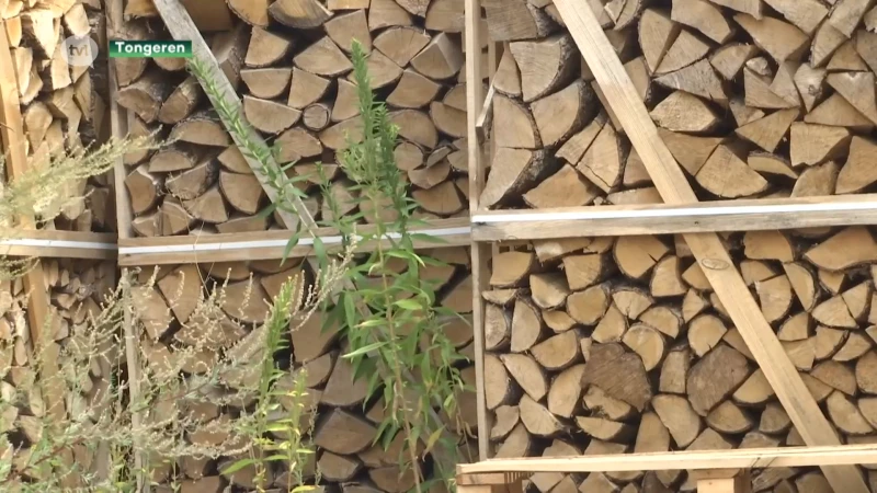 Grote vraag naar brandhout door aanhoudende energiecrisis
