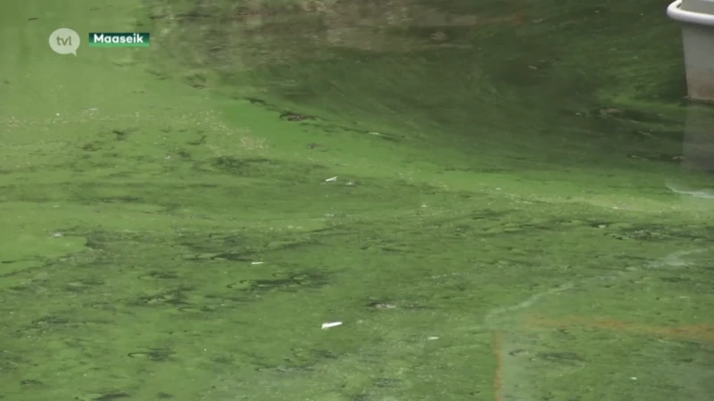 Steeds vaker recreatieverbod op water door blauwalgen